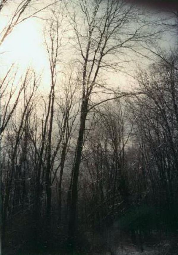 Fox Island ice trees.