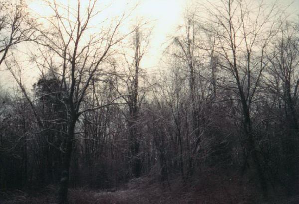 Fox Island ice trees.